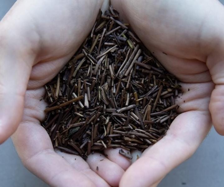 HOJICHA DAL GAMBO - KUKI HOJICHA